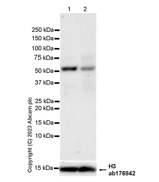 Western blot - Anti-Histone H3 antibody [EPR16987] - Nuclear Marker and ChIP Grade (AB176842)