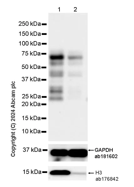 Western blot - Anti-Histone H3 antibody [EPR16987] - Nuclear Marker and ChIP Grade (AB176842)