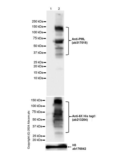 Western blot - Anti-Histone H3 antibody [EPR16987] - Nuclear Marker and ChIP Grade (ab176842), expandable thumbnail