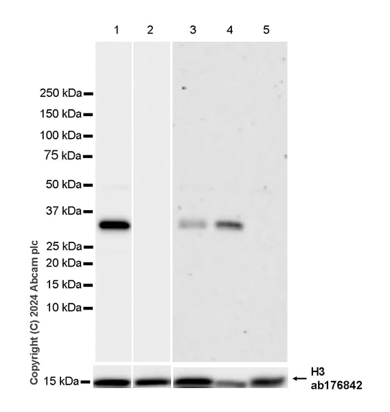 Western blot - Anti-Histone H3 antibody [EPR16987] - Nuclear Marker and ChIP Grade (AB176842)