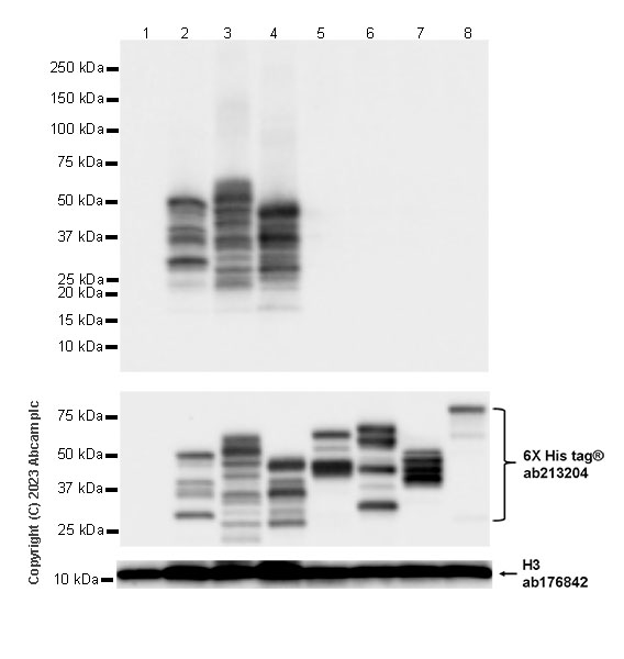Western blot - Anti-Histone H3 antibody [EPR16987] - Nuclear Marker and ChIP Grade (ab176842), expandable thumbnail