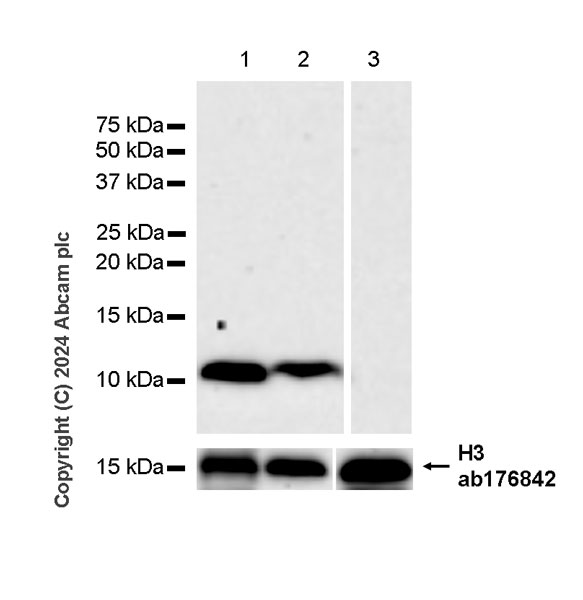 Western blot - Anti-Histone H3 antibody [EPR16987] - Nuclear Marker and ChIP Grade (ab176842), expandable thumbnail