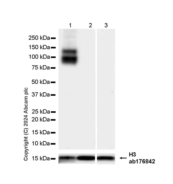 Western blot - Anti-Histone H3 antibody [EPR16987] - Nuclear Marker and ChIP Grade (AB176842)