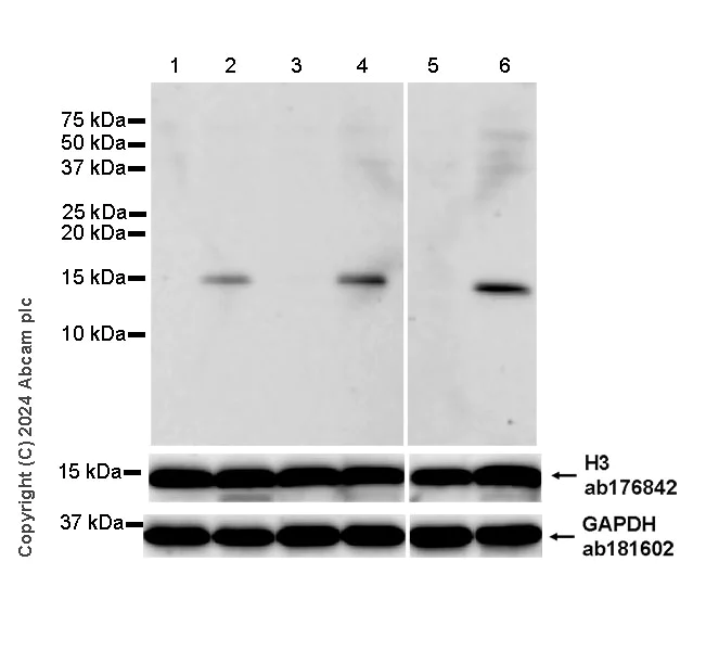 Western blot - Anti-Histone H3 antibody [EPR16987] - Nuclear Marker and ChIP Grade (AB176842)