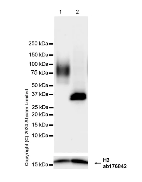 Western blot - Anti-Histone H3 antibody [EPR16987] - Nuclear Marker and ChIP Grade (AB176842)