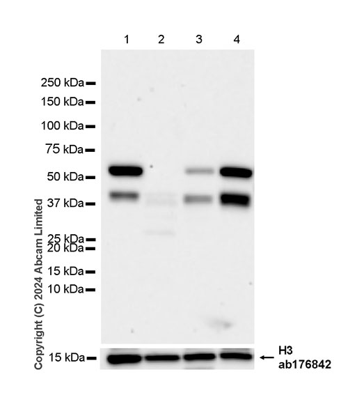 Western blot - Anti-Histone H3 antibody [EPR16987] - Nuclear Marker and ChIP Grade (ab176842), expandable thumbnail