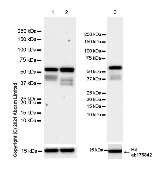 Western blot - Anti-Histone H3 antibody [EPR16987] - Nuclear Marker and ChIP Grade (ab176842), expandable thumbnail