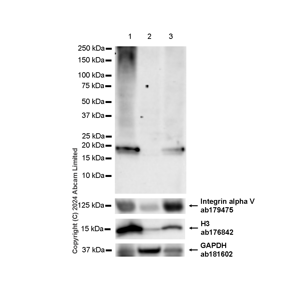 Western blot - Anti-Histone H3 antibody [EPR16987] - Nuclear Marker and ChIP Grade (ab176842), expandable thumbnail