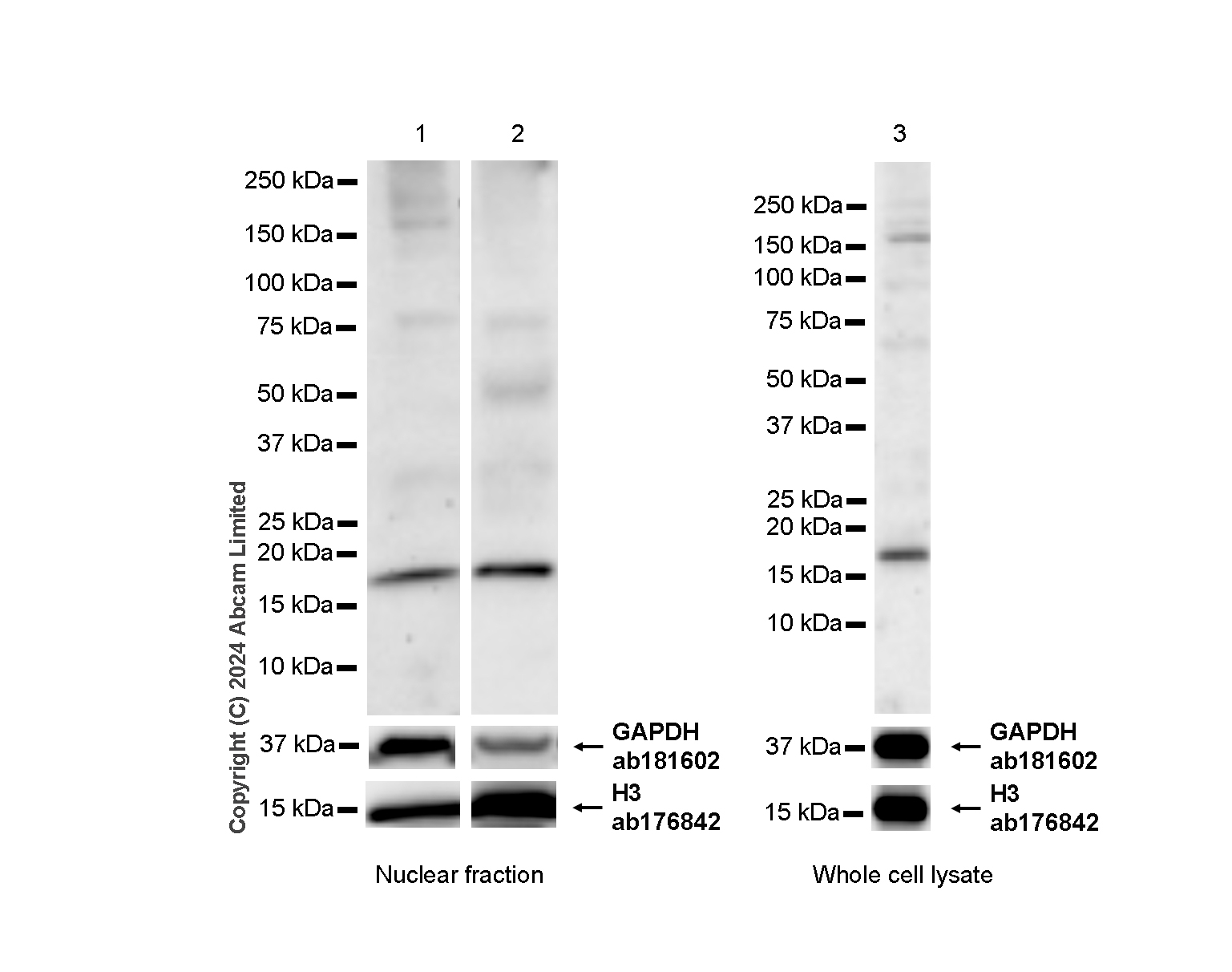 Western blot - Anti-Histone H3 antibody [EPR16987] - Nuclear Marker and ChIP Grade (ab176842), expandable thumbnail