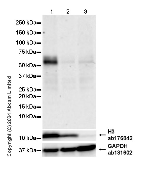 Western blot - Anti-Histone H3 antibody [EPR16987] - Nuclear Marker and ChIP Grade (ab176842), expandable thumbnail