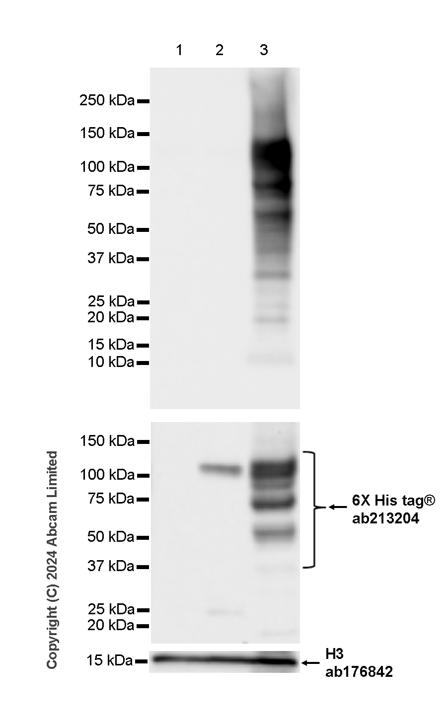 Western blot - Anti-Histone H3 antibody [EPR16987] - Nuclear Marker and ChIP Grade (ab176842), expandable thumbnail