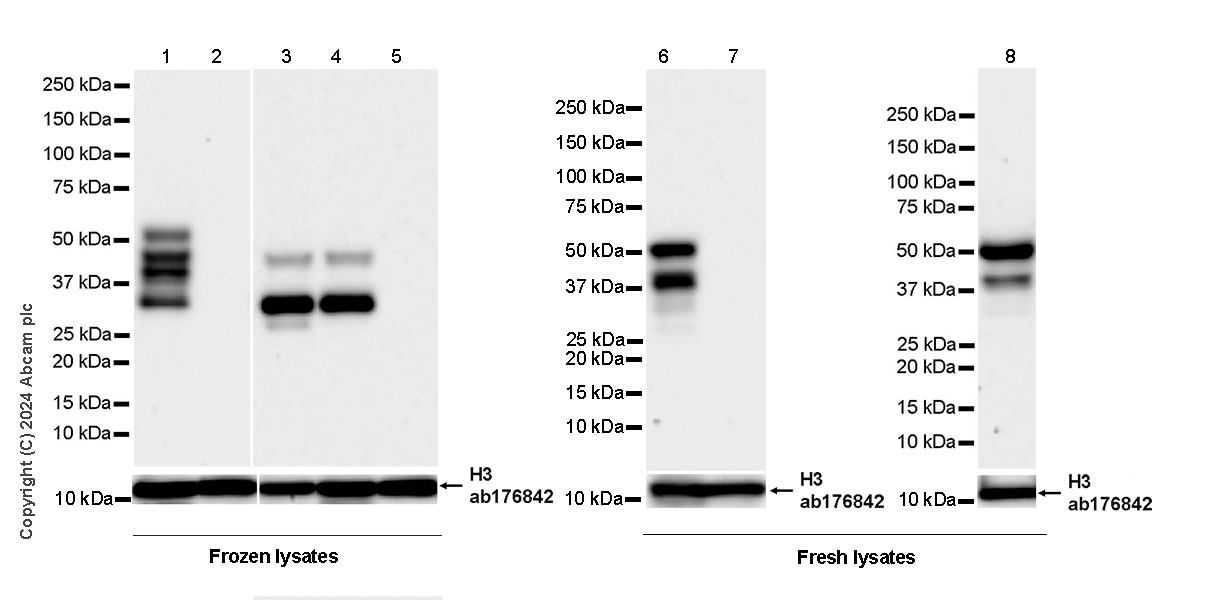 Western blot - Anti-Histone H3 antibody [EPR16987] - Nuclear Marker and ChIP Grade (ab176842), expandable thumbnail