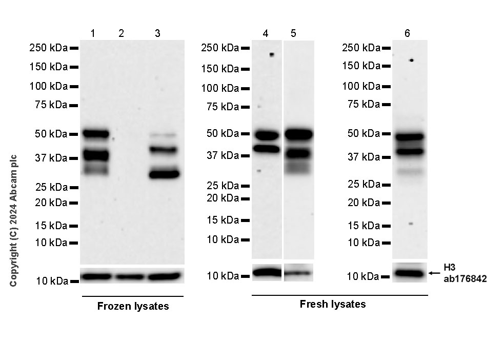 Western blot - Anti-Histone H3 antibody [EPR16987] - Nuclear Marker and ChIP Grade (ab176842), expandable thumbnail