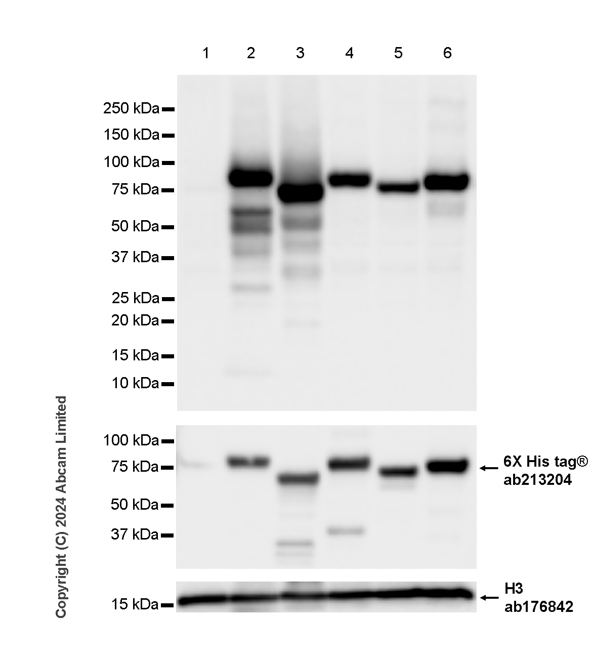 Western blot - Anti-Histone H3 antibody [EPR16987] - Nuclear Marker and ChIP Grade (ab176842), expandable thumbnail