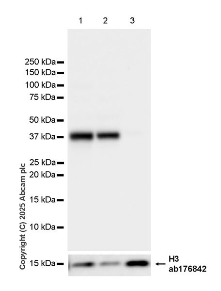 Western blot - Anti-Histone H3 antibody [EPR16987] - Nuclear Marker and ChIP Grade (ab176842), expandable thumbnail