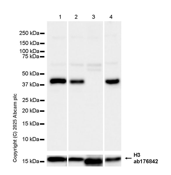 Western blot - Anti-Histone H3 antibody [EPR16987] - Nuclear Marker and ChIP Grade (ab176842), expandable thumbnail