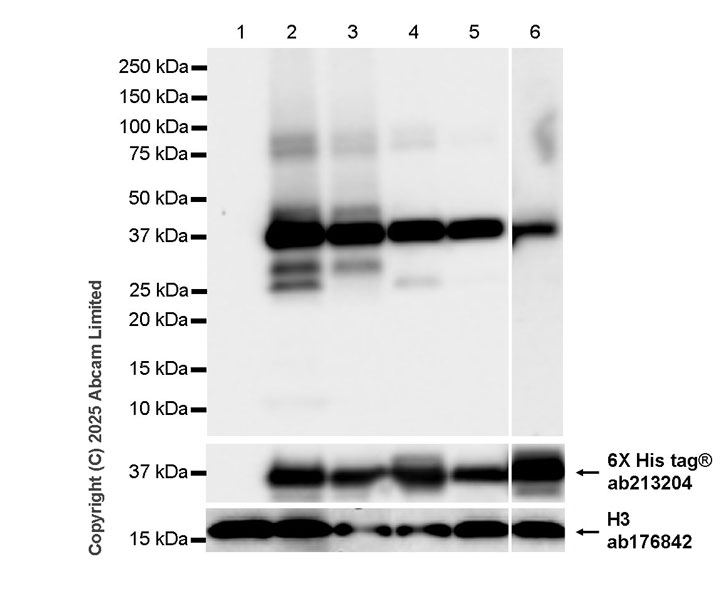Western blot - Anti-Histone H3 antibody [EPR16987] - Nuclear Marker and ChIP Grade (ab176842), expandable thumbnail