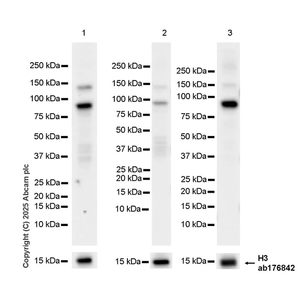 Western blot - Anti-Histone H3 antibody [EPR16987] - Nuclear Marker and ChIP Grade (AB176842)