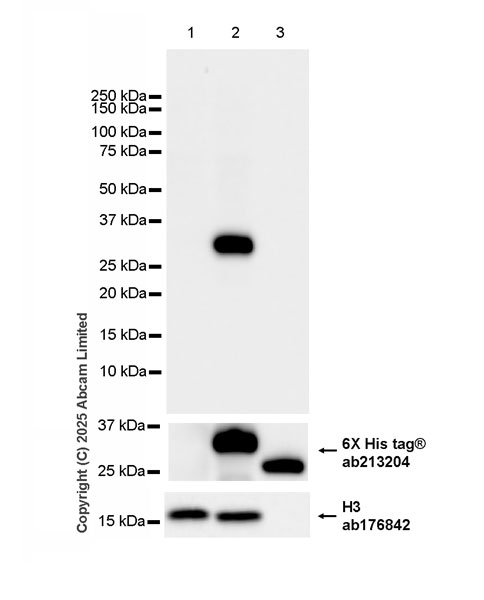 Western blot - Anti-Histone H3 antibody [EPR16987] - Nuclear Marker and ChIP Grade (ab176842), expandable thumbnail