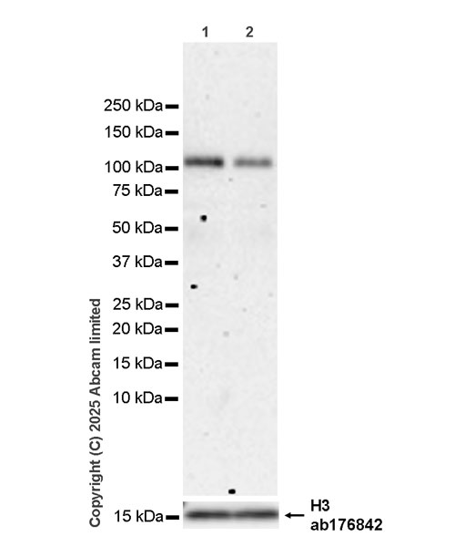Western blot - Anti-Histone H3 antibody [EPR16987] - Nuclear Marker and ChIP Grade (ab176842), expandable thumbnail