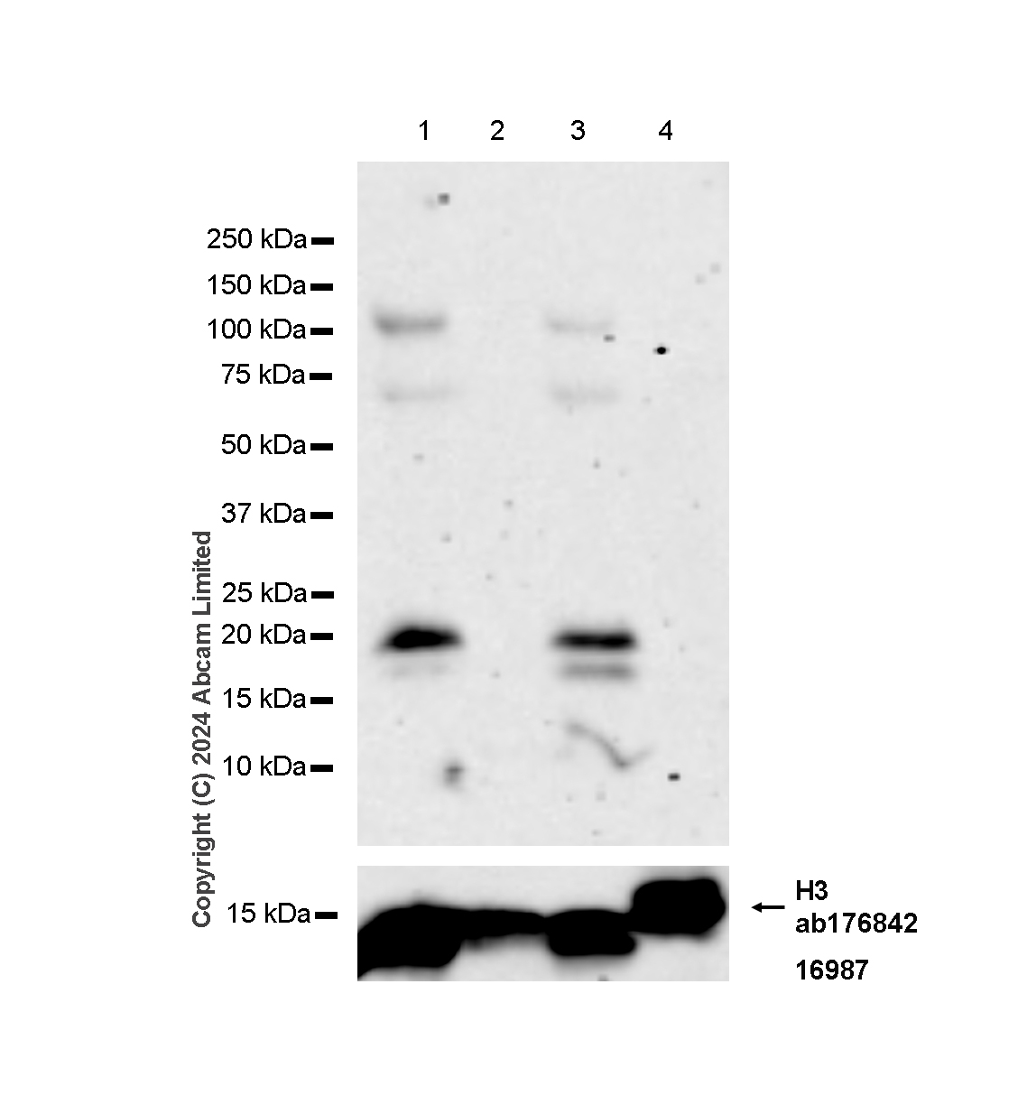 Western blot - Anti-Histone H3 antibody [EPR16987] - Nuclear Marker and ChIP Grade (ab176842), expandable thumbnail