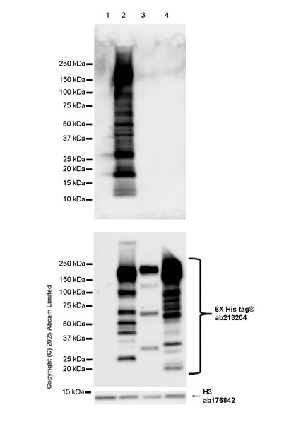 Western blot - Anti-Histone H3 antibody [EPR16987] - Nuclear Marker and ChIP Grade (ab176842), expandable thumbnail