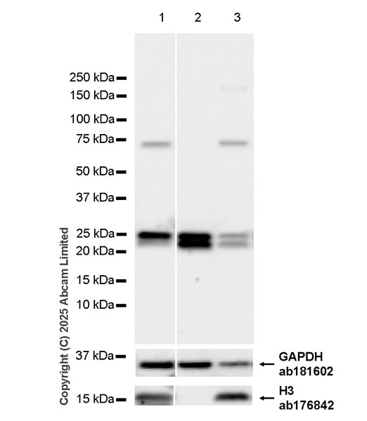 Western blot - Anti-Histone H3 antibody [EPR16987] - Nuclear Marker and ChIP Grade (ab176842), expandable thumbnail