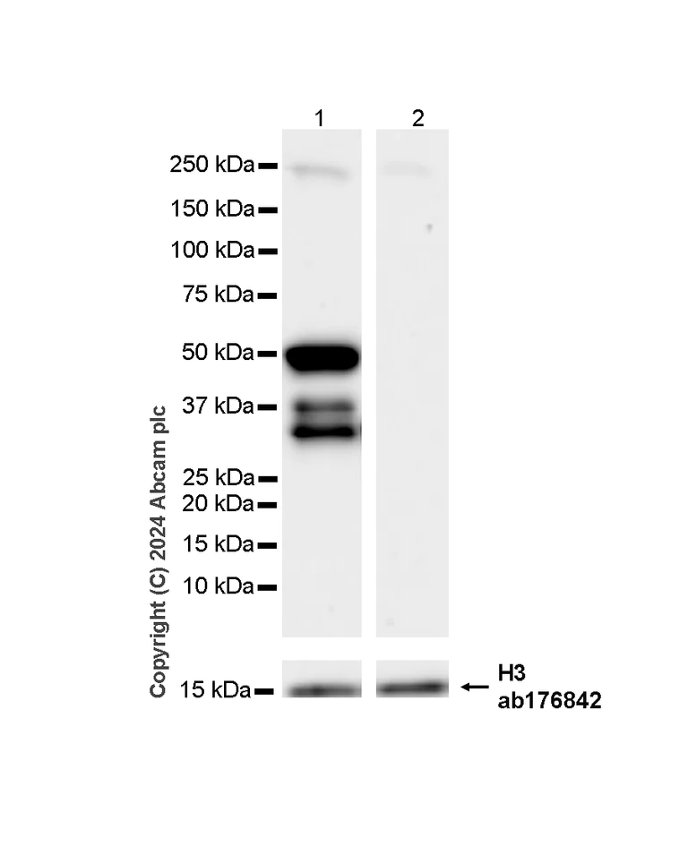 Western blot - Anti-Histone H3 antibody [EPR16987] - Nuclear Marker and ChIP Grade (AB176842)