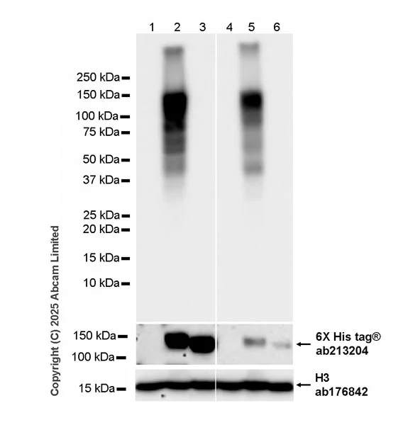 Western blot - Anti-Histone H3 antibody [EPR16987] - Nuclear Marker and ChIP Grade (AB176842)
