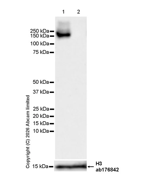 Western blot - Anti-Histone H3 antibody [EPR16987] - Nuclear Marker and ChIP Grade (AB176842)