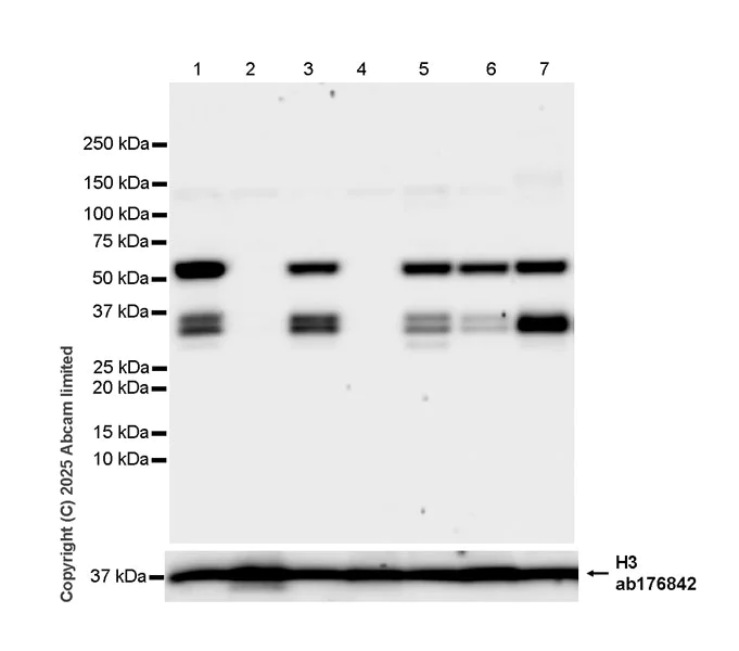 Western blot - Anti-Histone H3 antibody [EPR16987] - Nuclear Marker and ChIP Grade (AB176842)