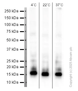 Western blot - Anti-Histone H3 antibody [EPR16987] - Nuclear Marker and ChIP Grade (AB176842)