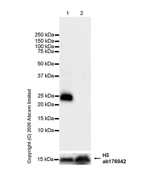 Western blot - Anti-Histone H3 antibody [EPR16987] - Nuclear Marker and ChIP Grade (AB176842)