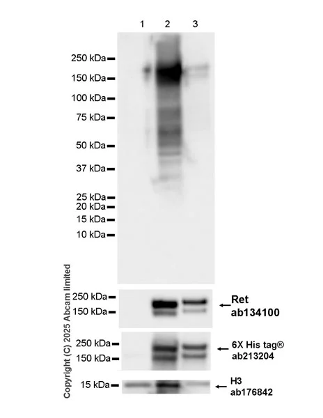 Western blot - Anti-Histone H3 antibody [EPR16987] - Nuclear Marker and ChIP Grade (AB176842)