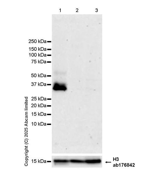 Western blot - Anti-Histone H3 antibody [EPR16987] - Nuclear Marker and ChIP Grade (AB176842)