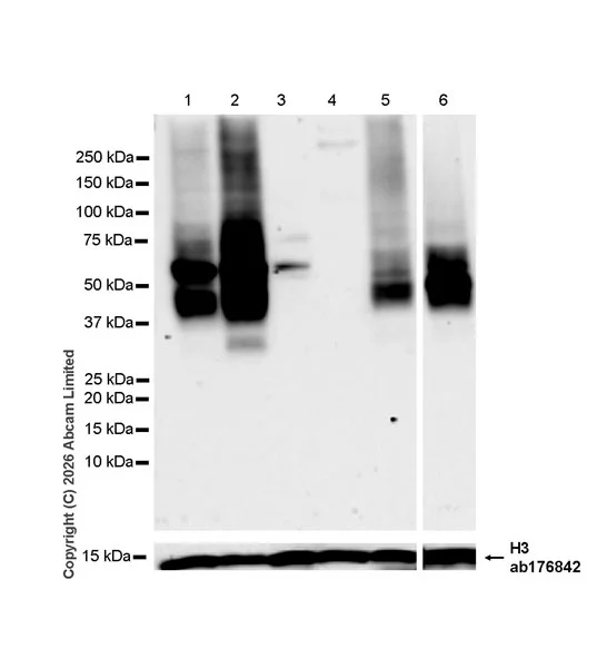 Western blot - Anti-Histone H3 antibody [EPR16987] - Nuclear Marker and ChIP Grade (AB176842)