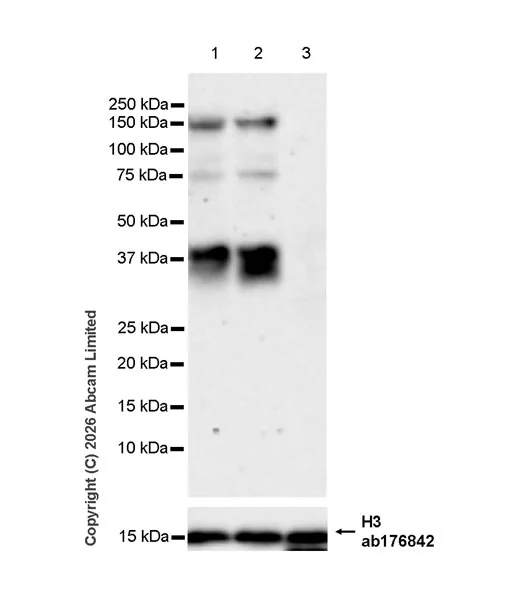 Western blot - Anti-Histone H3 antibody [EPR16987] - Nuclear Marker and ChIP Grade (AB176842)