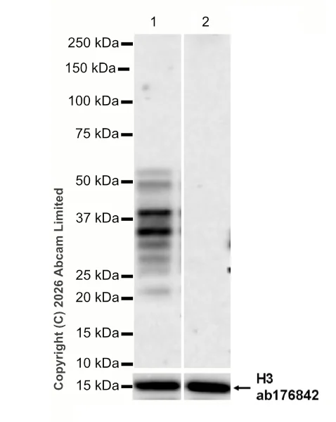 Western blot - Anti-Histone H3 antibody [EPR16987] - Nuclear Marker and ChIP Grade (AB176842)