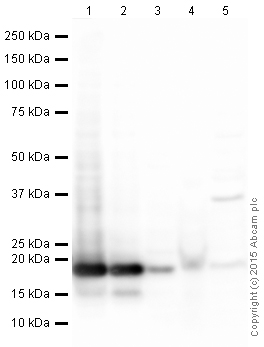 Western blot - Anti-Histone H3 antibody [EPR16987] - Nuclear Marker and ChIP Grade (AB176842), expandable thumbnail