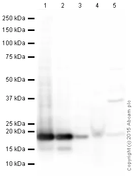Western blot - Anti-Histone H3 antibody [EPR16987] - Nuclear Marker and ChIP Grade (AB176842)