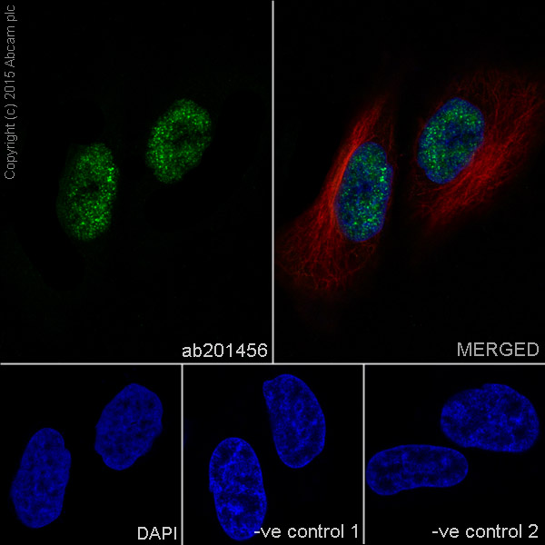 Immunocytochemistry/ Immunofluorescence - Anti-Histone H3 antibody [EPR17785] - BSA and Azide free (AB240361), expandable thumbnail