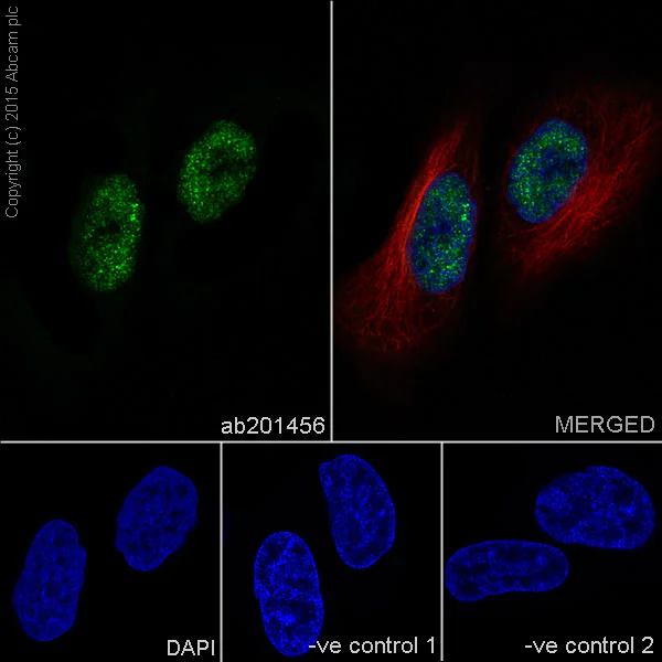 Immunocytochemistry/ Immunofluorescence - Anti-Histone H3 antibody [EPR17785] - BSA and Azide free (AB240361)
