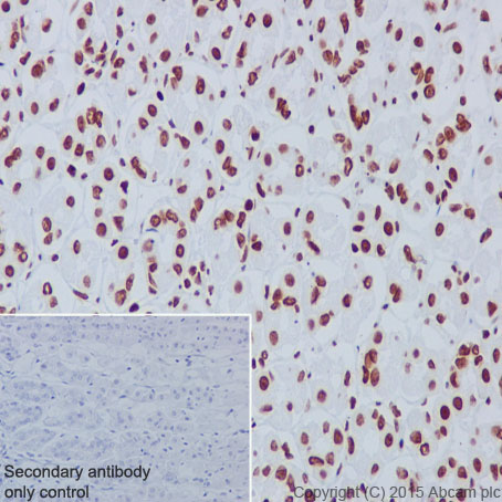Immunohistochemistry (Formalin/PFA-fixed paraffin-embedded sections) - Anti-Histone H3 antibody [EPR17785] - BSA and Azide free (AB240361), expandable thumbnail