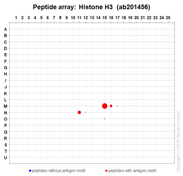 Peptide Array - Anti-Histone H3 antibody [EPR17785] - BSA and Azide free (ab240361), expandable thumbnail