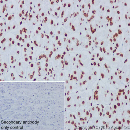 Immunohistochemistry (Formalin/PFA-fixed paraffin-embedded sections) - Anti-Histone H3 antibody [EPR17785] - Nuclear Marker (AB201456)