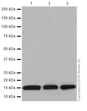 Western blot - Anti-Histone H3 antibody [EPR17785] - Nuclear Marker (AB201456)