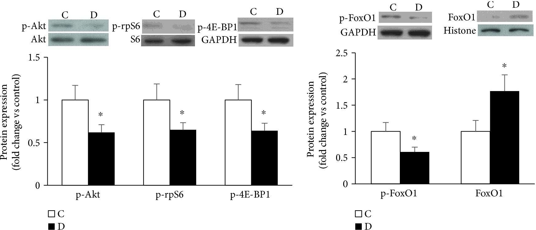 Western blot - Anti-Histone H3 antibody [EPR17785] - Nuclear Marker (ab201456), expandable thumbnail
