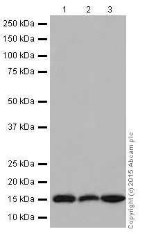 Western blot - Anti-Histone H3 antibody [EPR17785] - Nuclear Marker (AB201456)