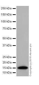 Western blot - Anti-Histone H3 antibody [EPR17785] - Nuclear Marker (AB201456), expandable thumbnail