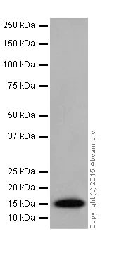 Western blot - Anti-Histone H3 antibody [EPR17785] - Nuclear Marker (AB201456)